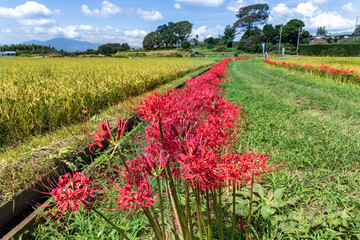 藤沢市小出川彼岸花