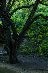 トルコ　サフランボル近郊のインセカヤにあるトカトリ峡谷