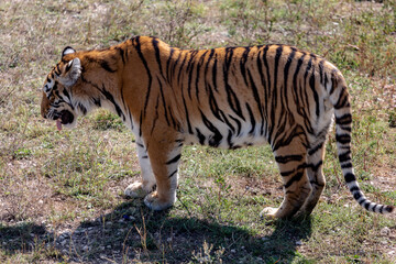 The tiger is on the ground. The tongue sticks out.