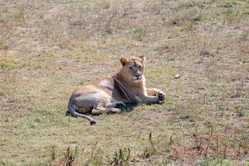 The lioness was lying on the ground, not looking at the camera. View from above.