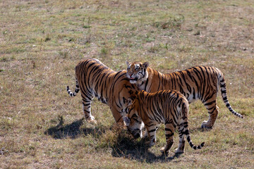 Fototapeta na wymiar Three tigers are standing side by side. One with his tongue out, the other two bowed their heads.