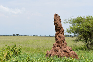 large termites anthill in africa. termite mound dwelling of large African ants - obrazy, fototapety, plakaty