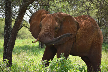 Fototapeta na wymiar wild animals of africa. tanzania national reserve. savannah wild world