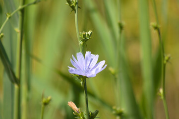 Common chicory flower in bloom closeup view with blurred background