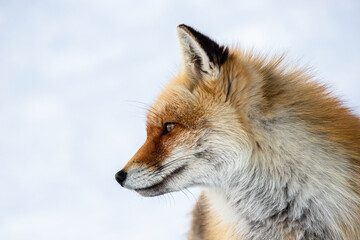 Red fox portrait