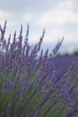 Obraz premium lavender field 
