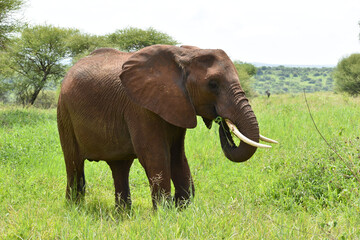 Fototapeta na wymiar African elephants on a walk in the national park in Tanzania. live big elephant in africa