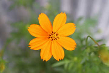 Cosmos flower at garden..