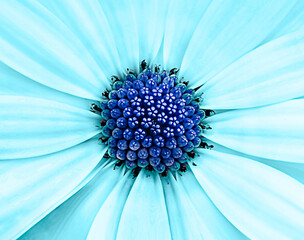 Chamomile with blue petals and blue center in macro