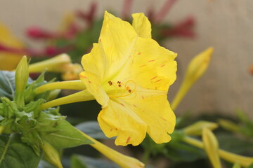 Beautiful flowers giving joy close-up. Flowers are always positive emotions. 