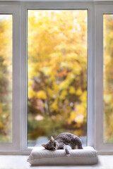 a gray cat is lying on a pillow on a wide windowsill with large windows in autumn against a background of yellow foliage