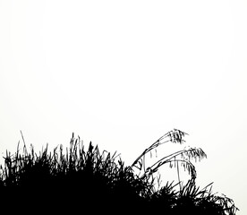 Silhouette of grass by the lake. Vector drawing
