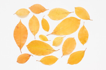 Naklejka na ściany i meble Texture of yellow leaves of trees on a light background. 
