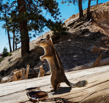 Golden-mantled ground squirrel along Navajo Loop Trail, Bryce Canyon National Park, Utah