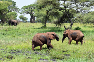 Naklejka na ściany i meble African elephants on a walk in the national park in Tanzania. live big elephant in africa