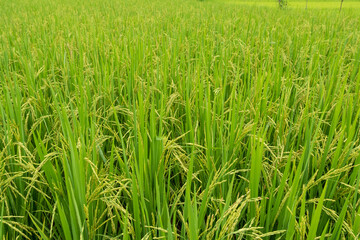 The ears of rice at the green rice fields in the rice fields