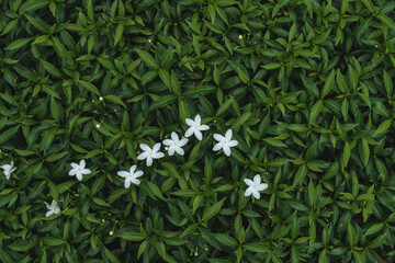 nature background and green leaf background