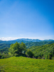 Fototapeta premium Cammino Foreste Sacre