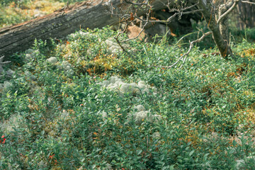Close-up of white lichens and green forest plants in northern forest