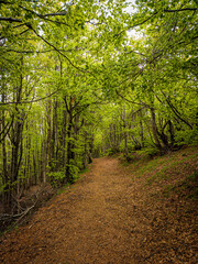 Obraz premium Cammino Foreste Sacre