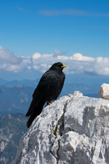 Alpine chough (Pyrrhocorax graculus) on Cima di Terrarossa (Alps in Friuli Venezia Giulia)