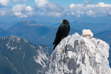 Alpine chough (Pyrrhocorax graculus) on Cima di Terrarossa (Alps in Friuli Venezia Giulia)