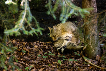 02.09.2021, GER, Bayern, Neuschönau: Wildkatze (Felis silvestris) im Tierfreigelände im Nationalpark Bayerischer Wald am Lusen.