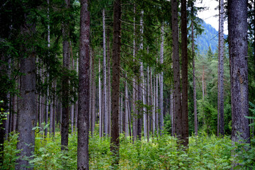 Fototapeta na wymiar Leads to the forest