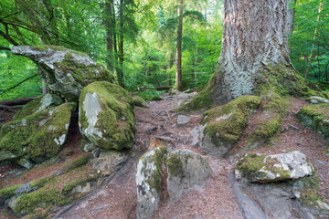 Mixed woodland which forms part of the Hermitage (woodland walking area) located near Dunkeld, Perthshire, Scotland.