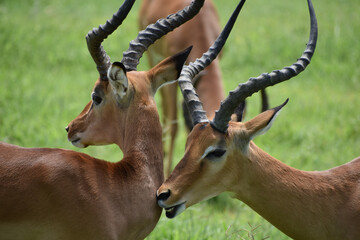 wild deer and antelopes in the national park in africa. wild horned animals