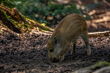 02.09.2021, GER, Bayern, Neuschönau: Wildschwein (Sus scrofa) im Tierfreigelände im Nationalpark...