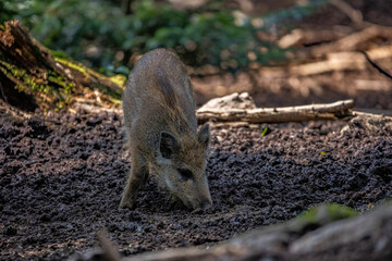 Fototapeta premium 02.09.2021, GER, Bayern, Neuschönau: Wildschwein (Sus scrofa) im Tierfreigelände im Nationalpark Bayerischer Wald am Lusen.