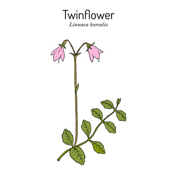 Twinflower Linnaea borealis , medicinal plant