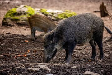 02.09.2021, GER, Bayern, Neuschönau: Wildschwein (Sus scrofa) im Tierfreigelände im Nationalpark Bayerischer Wald am Lusen.