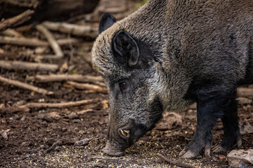 02.09.2021, GER, Bayern, Neuschönau: Wildschwein (Sus scrofa) im Tierfreigelände im Nationalpark Bayerischer Wald am Lusen.