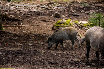 02.09.2021, GER, Bayern, Neuschönau: Wildschwein (Sus scrofa) im Tierfreigelände im Nationalpark Bayerischer Wald am Lusen.