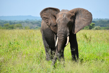 Naklejka na ściany i meble African elephants on a walk in the national park in Tanzania. live big elephant in africa