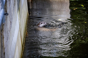 02.09.2021, GER, Bayern, Neuschönau: Fischotter (Lutra lutra) im Tierfreigelände im Nationalpark Bayerischer Wald am Lusen.