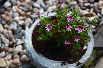 Garden carnations in cement pot. Close up photo of flowering bush. Purple and white flowers.