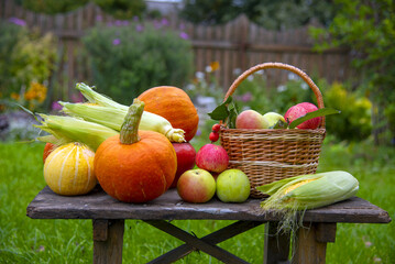  Bright pumpkins , juicy apples, corn are lying on an old wooden bench in the garden.
