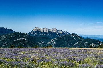 Montagnes en France avec un champ de lavande provencale en premier plan