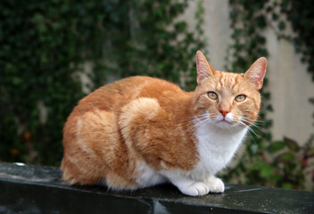 Close up portrait of ginger cat sitting on the sun. Cute cat in a garden. 