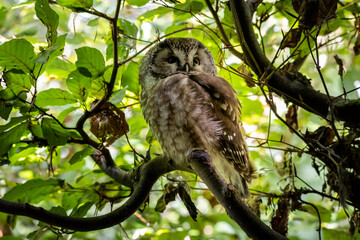 02.09.2021, GER, Bayern, Neuschönau: Rauhfußkauz (Aegolius funereus) im Tierfreigelände im Nationalpark Bayerischer Wald am Lusen.
