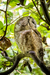02.09.2021, GER, Bayern, Neuschönau: Rauhfußkauz (Aegolius funereus) im Tierfreigelände im Nationalpark Bayerischer Wald am Lusen.
