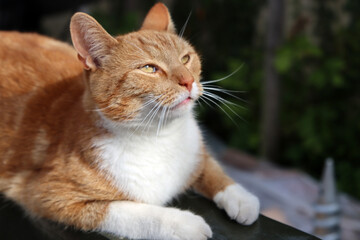 Close up portrait of ginger cat sitting on the sun. Cute cat in a garden. 