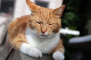 Ginger cat napping on a table. Cute cat resting in a garden close up photo. 
