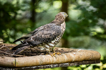 02.09.2021, GER, Bayern, Neuschönau: Wespenbussard (Pernis apivorus) im Tierfreigelände im Nationalpark Bayerischer Wald am Lusen.