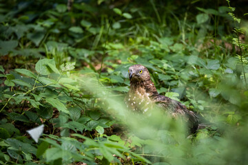 02.09.2021, GER, Bayern, Neuschönau: Wespenbussard (Pernis apivorus) im Tierfreigelände im Nationalpark Bayerischer Wald am Lusen.