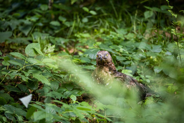 02.09.2021, GER, Bayern, Neuschönau: Wespenbussard (Pernis apivorus) im Tierfreigelände im Nationalpark Bayerischer Wald am Lusen.