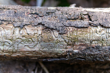 A beautiful pattern on tree created by harmful insect or worm